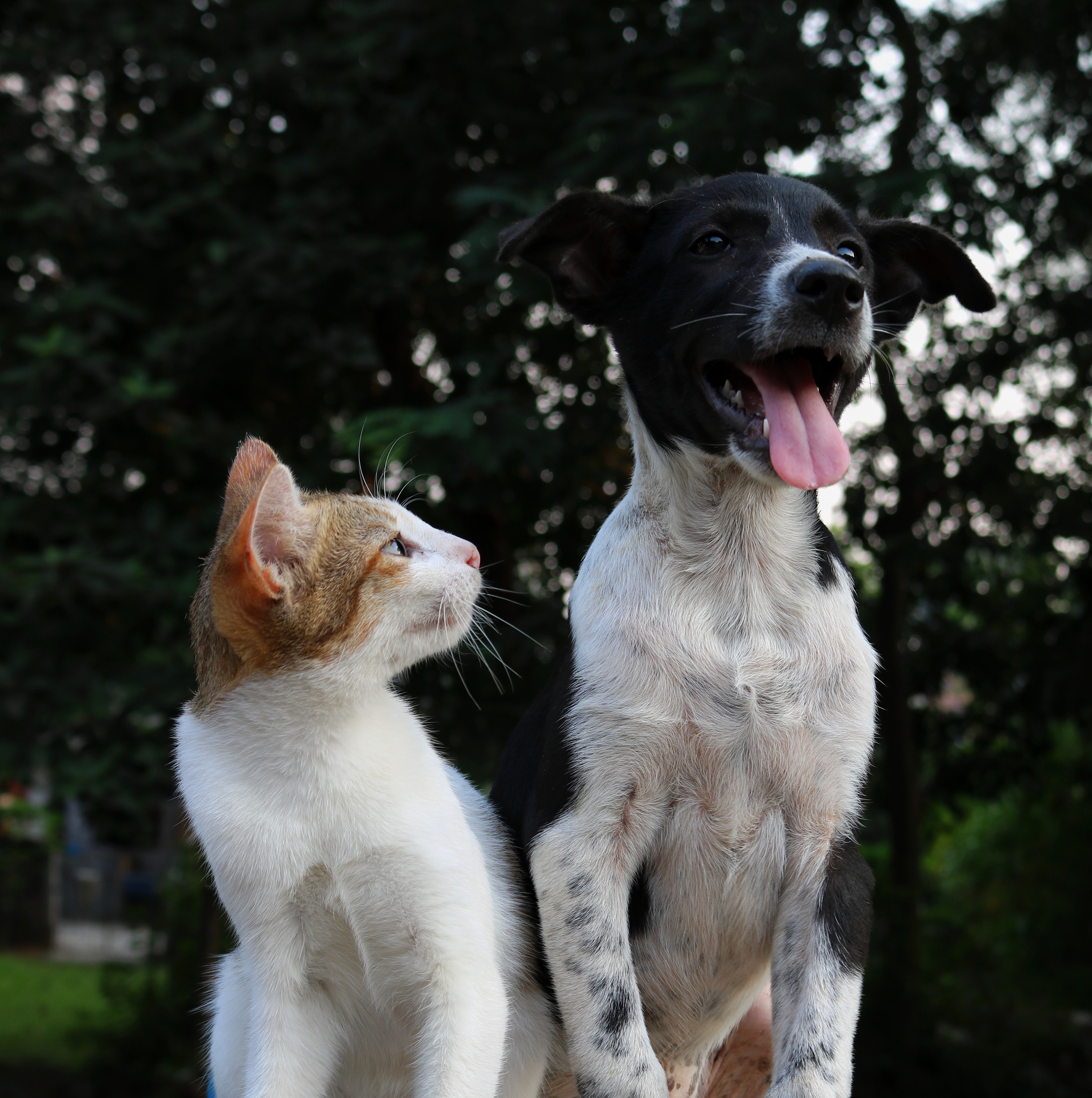 cat staring at the dog